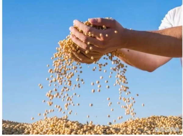 实倍网 大豆风云：关税下的农业新格局